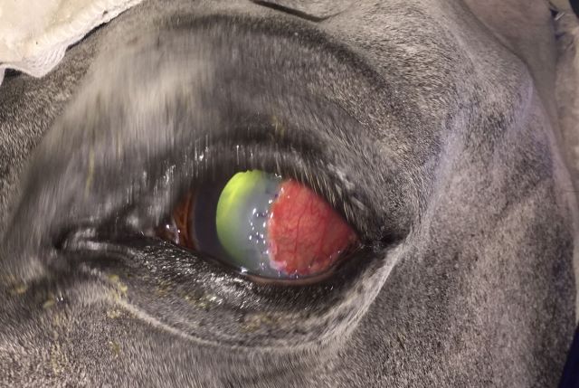 horse with a melting eye ulcer 