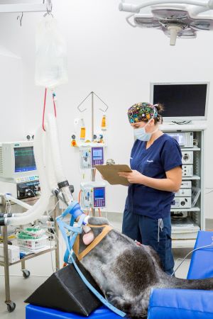 horse-on-an-anaesthetic-machine-being-attended-by-a-nurse