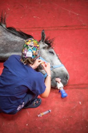 horse intubated for anaesthesia
