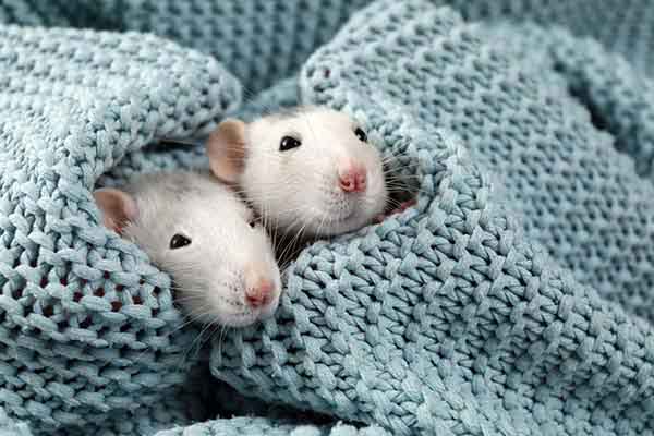 two white rats in a blanket