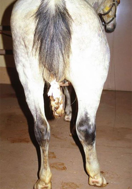 A horse with severe cellulitis and myositis