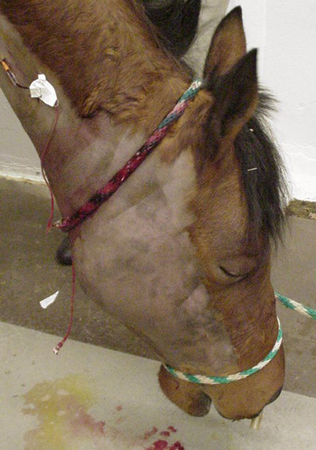 horse with facial oedema