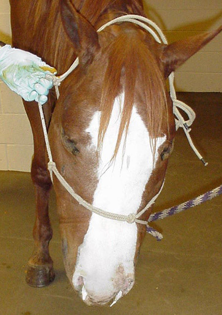 horse with cellulitis and oedema of the head