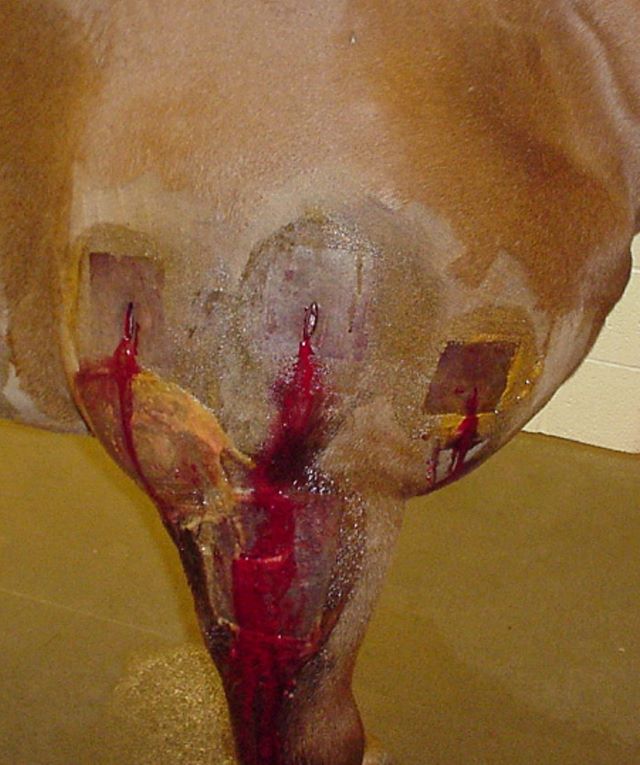 horse being treated for clostridial myositis