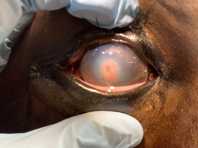 horse with a corneal eye ulcer