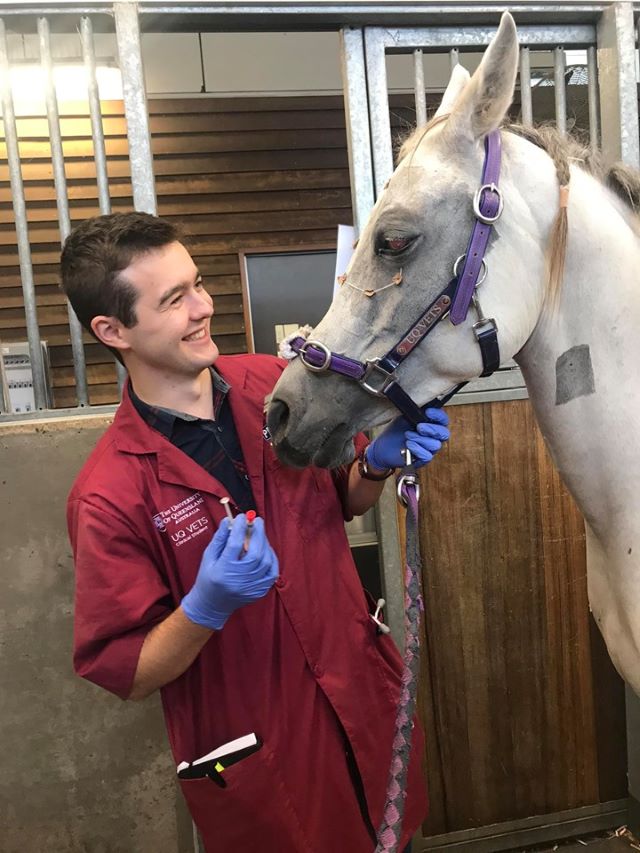 horse being treated for a corneal ulcer at UQ Equine Specialist Hospital