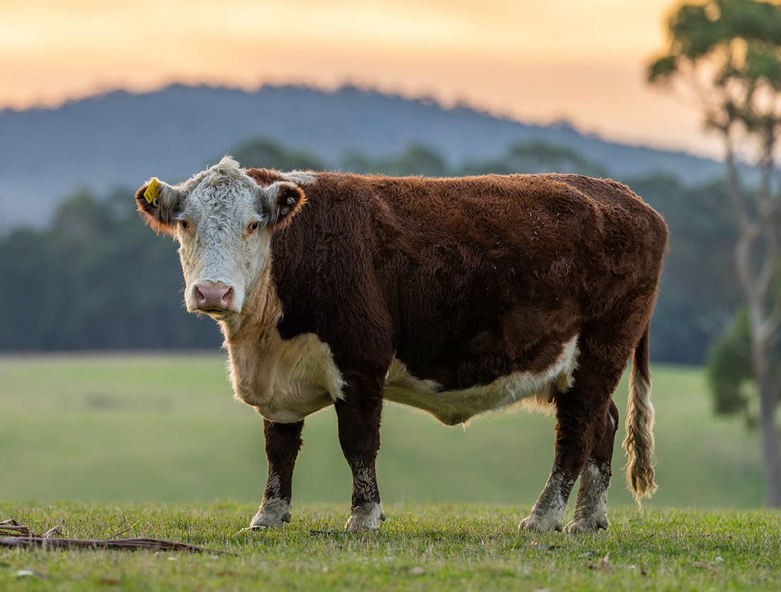 a cow in a field