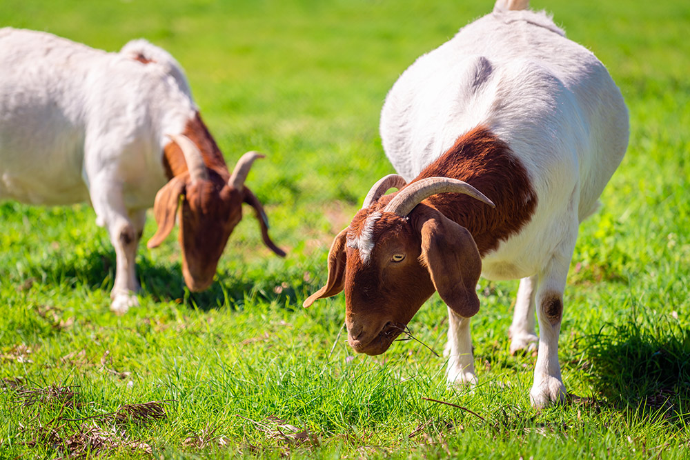 2 goat grazing