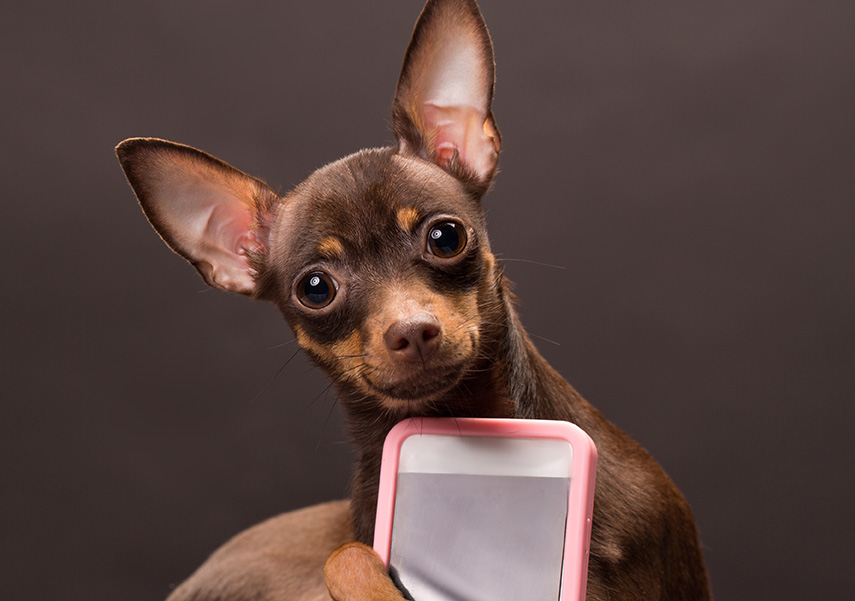 dog and phone