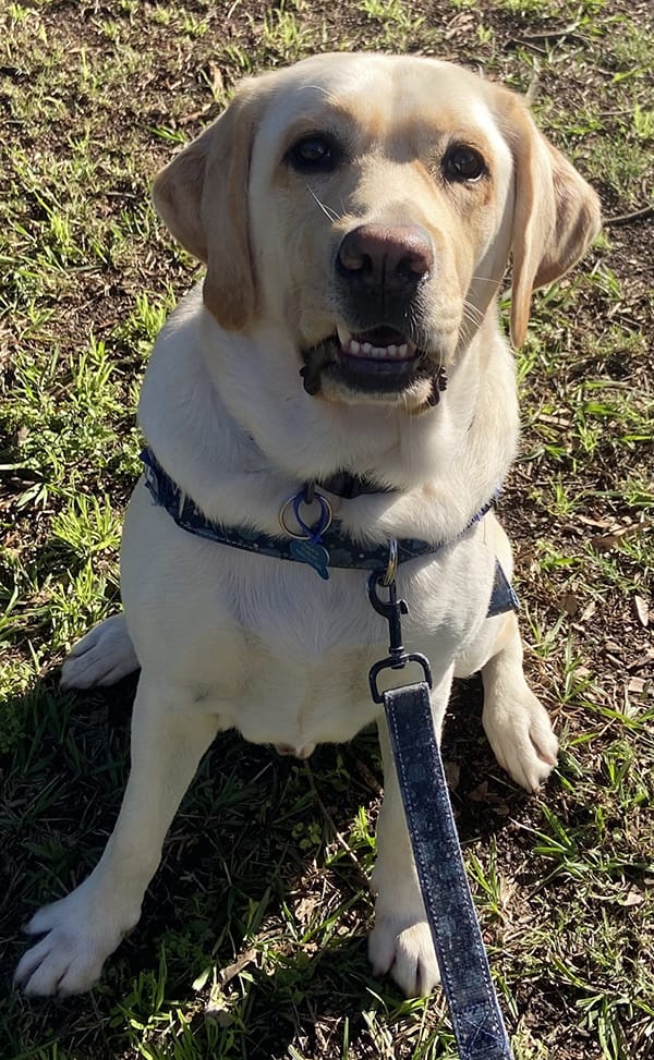 Ollie the dog sat on grass looking directly into camera