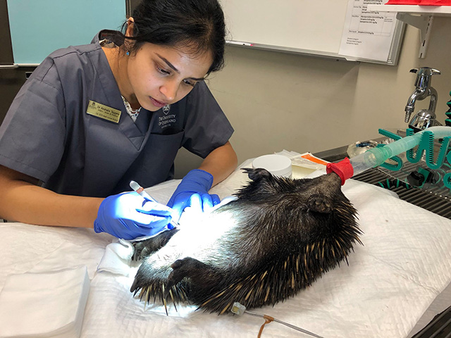 a resident performs a medical procedure on an echidna