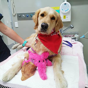 dog on hospital bed after giving blood