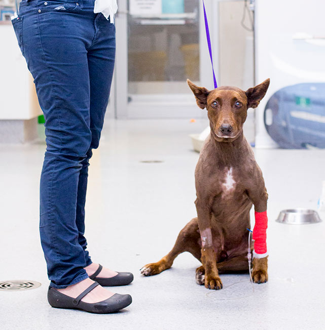 a woman with a dog with a bandaged leg