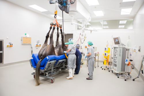 unconscious horse is transported by hoist to operating room