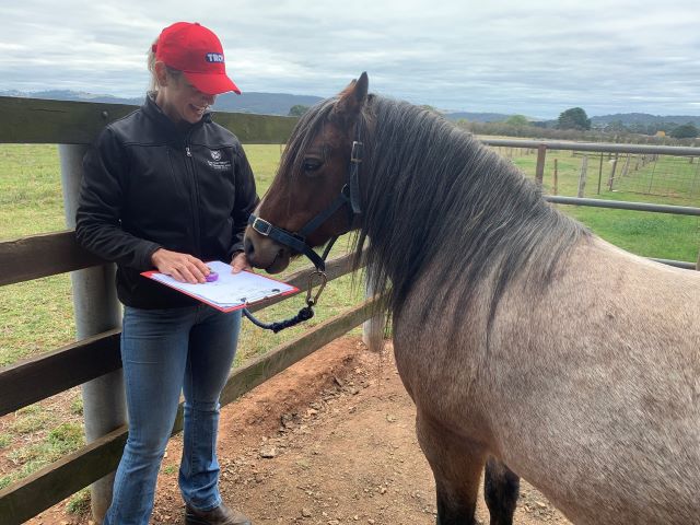 pony participating in endocrine disease study at UQ