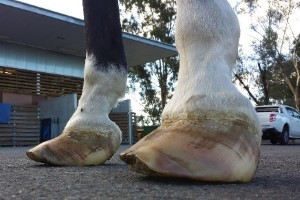 close up of horse hoof with laminitis