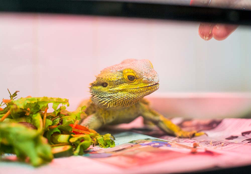 a bearded dragon with some lettuce