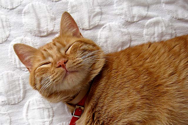 ginger cat on a bed