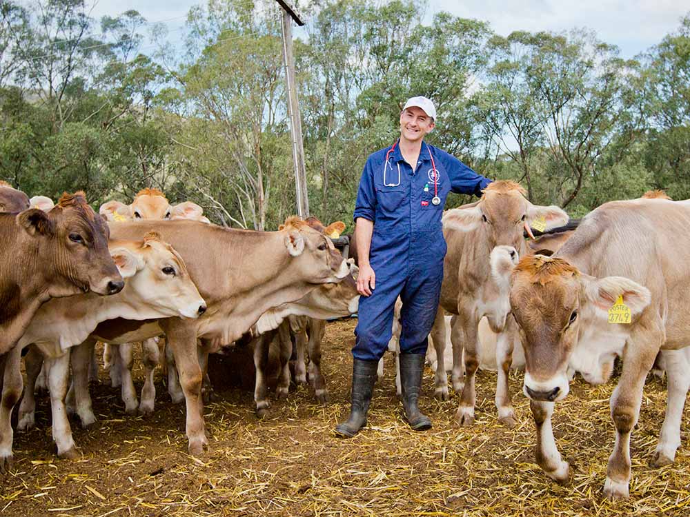 vet stands in a field with cows