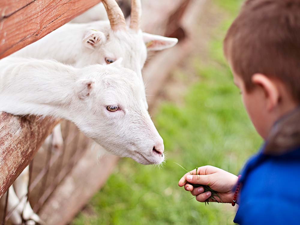 young boy feeds two goats