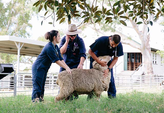 vet students examine a sheep in a field