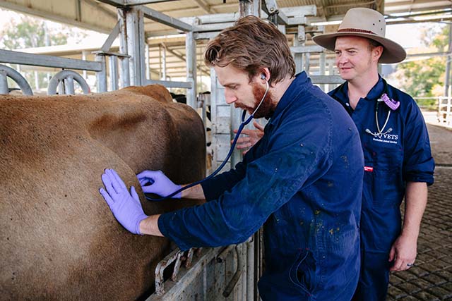 a vet watches a student examine a cow