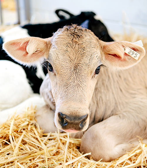 calf sitting on hay