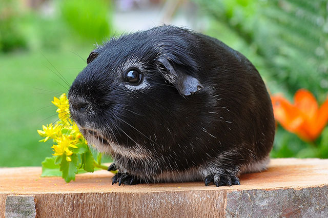 guinea pig sits on wood