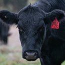a calf in a field