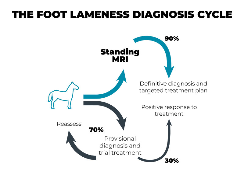 equine lameness diagnosis cycle