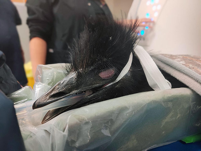 an emu in the operating theatre