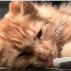 cat lying down
