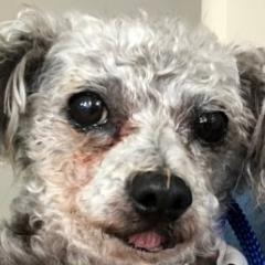 grey dog pokes out tongue