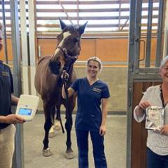 uq vets staff with a horse in a stall